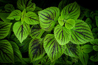 Green Beauty