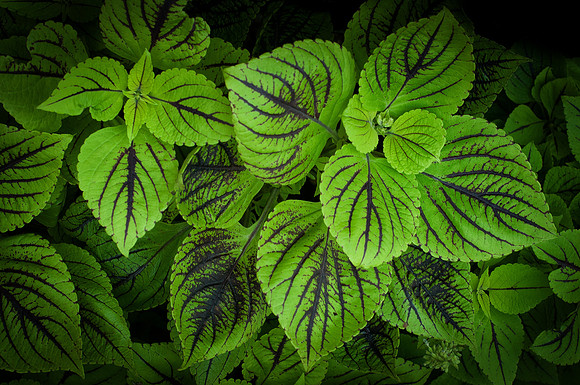 Green Beauty