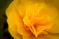 Softly and Tenderly