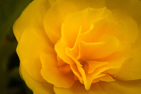 Softly and Tenderly