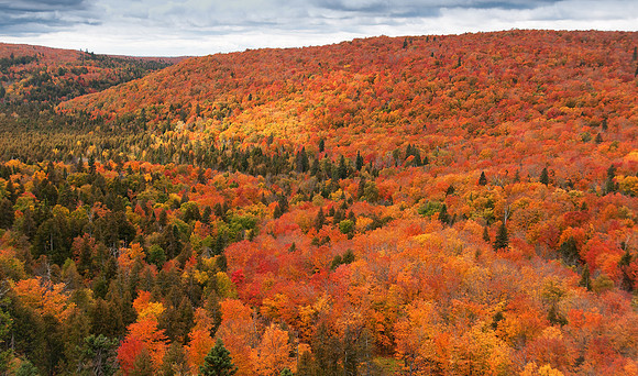 Autumn Tapestry